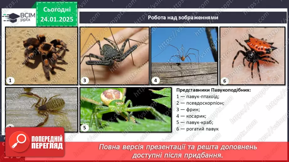 №55 - Павукоподібні.14 №55 - Павукоподібні.14
