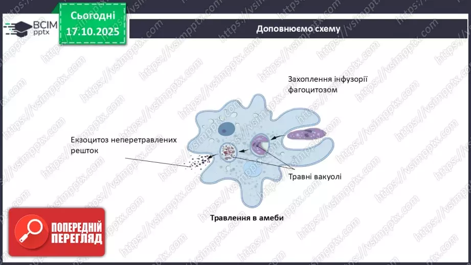 №027 - Узагальнення вивченого з теми: «Живлення як властивість живого. Будова й функції травної системи людини».15 №027 - Узагальнення вивченого з теми: «Живлення як властивість живого. Будова й функції травної системи людини».15