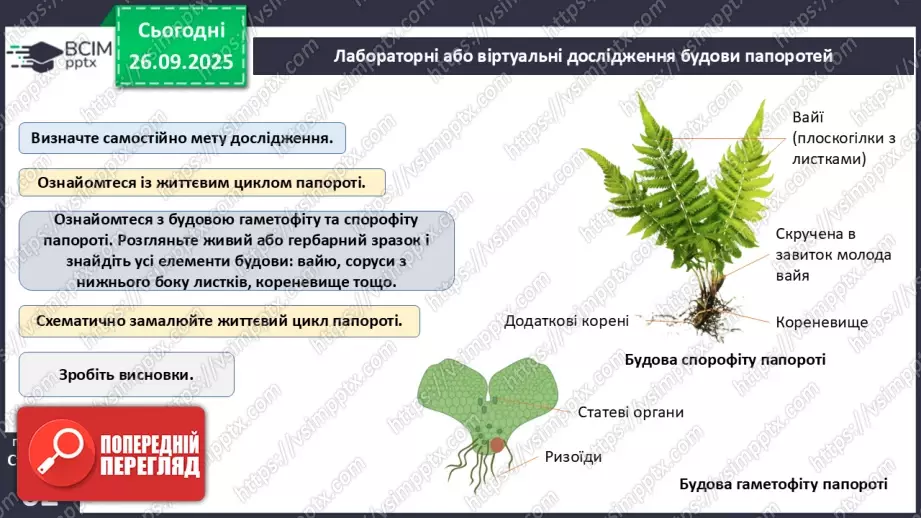 №018 - Вищі спорові рослини: папороті та хвощі. Їхнє значення в екосистемах і використання.13 №018 - Вищі спорові рослини: папороті та хвощі. Їхнє значення в екосистемах і використання.13