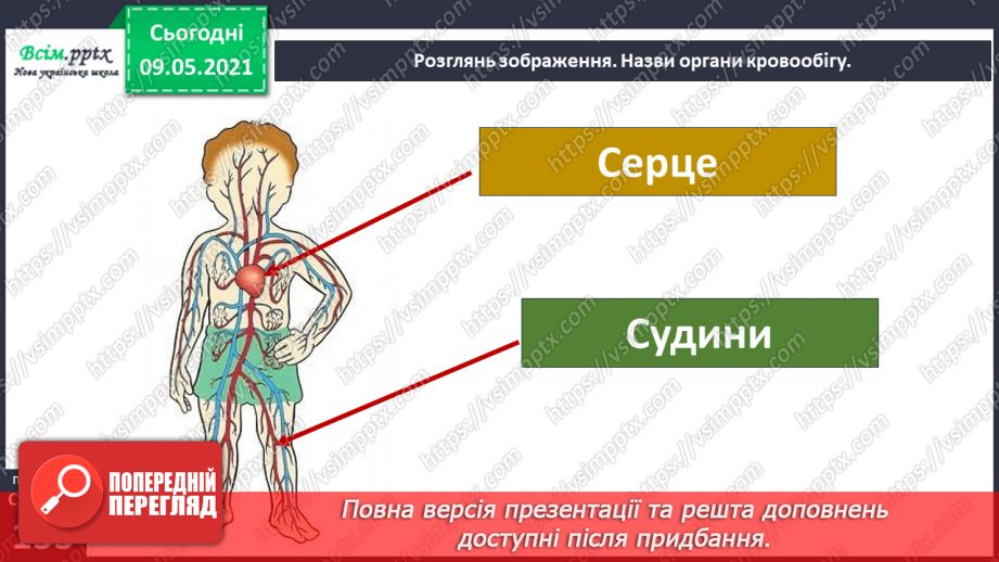 №091 - Навіщо людині кровообіг?5