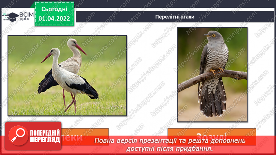 №084 - Як мандрують птахи?9 №084 - Як мандрують птахи?9