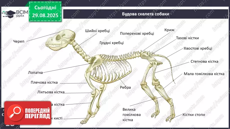 №004 - Рух як властивість живого. Еволюція опорно-рухового апарату хордових тварин.26 №004 - Рух як властивість живого. Еволюція опорно-рухового апарату хордових тварин.26