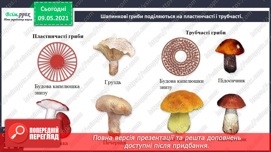№079 - У чому загадковість світу грибів?6