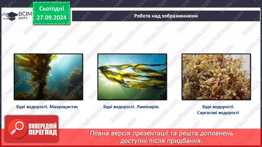 №17 - Які особливості бурих і червоних водоростей?6