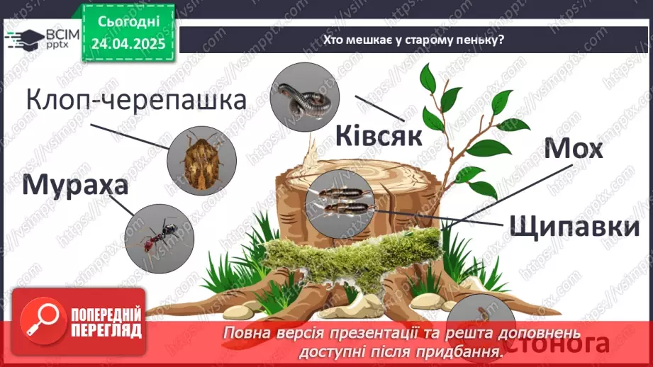 №0094 - Проект «Хто мешкає у старому пеньку?17 №0094 - Проект «Хто мешкає у старому пеньку?17