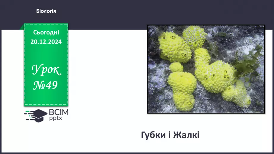 №50 - Губки і Жалкі (продовження).0 №50 - Губки і Жалкі (продовження).0