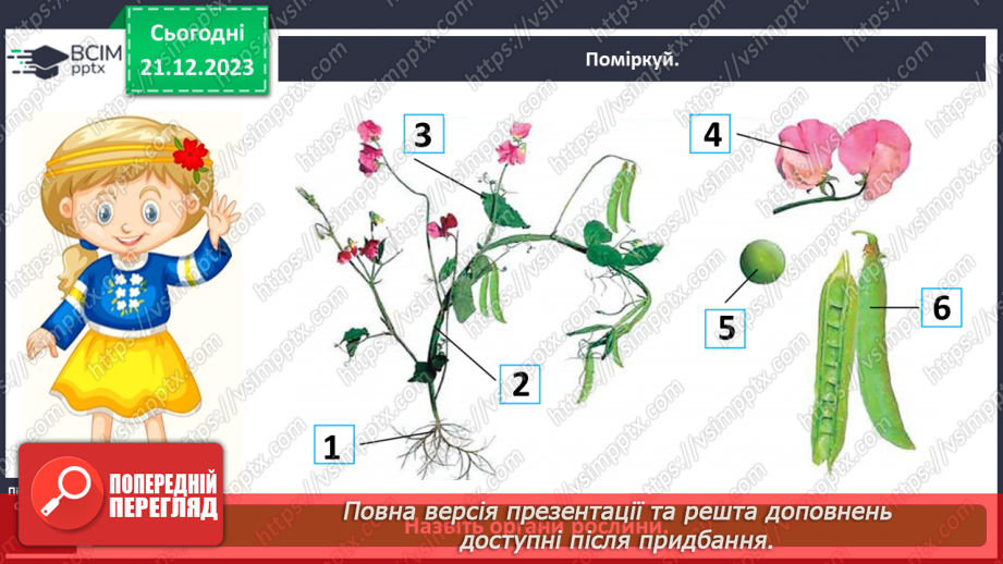 №050 - Яка будова рослин5 №050 - Яка будова рослин5