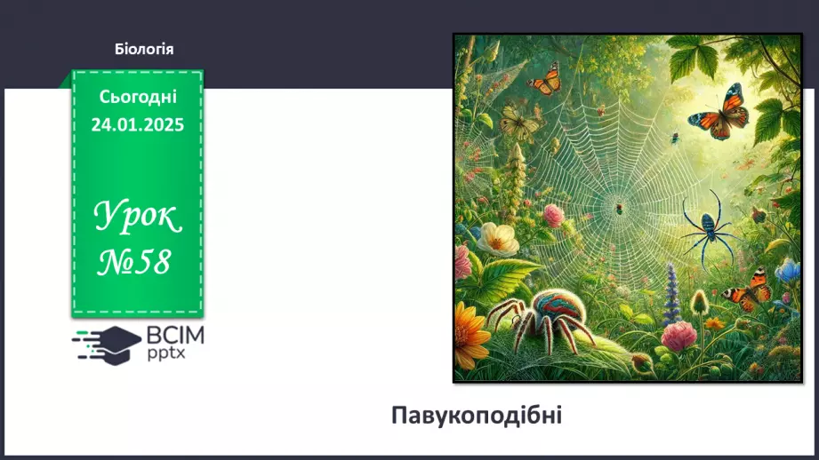 №58 - Павукоподібні.0