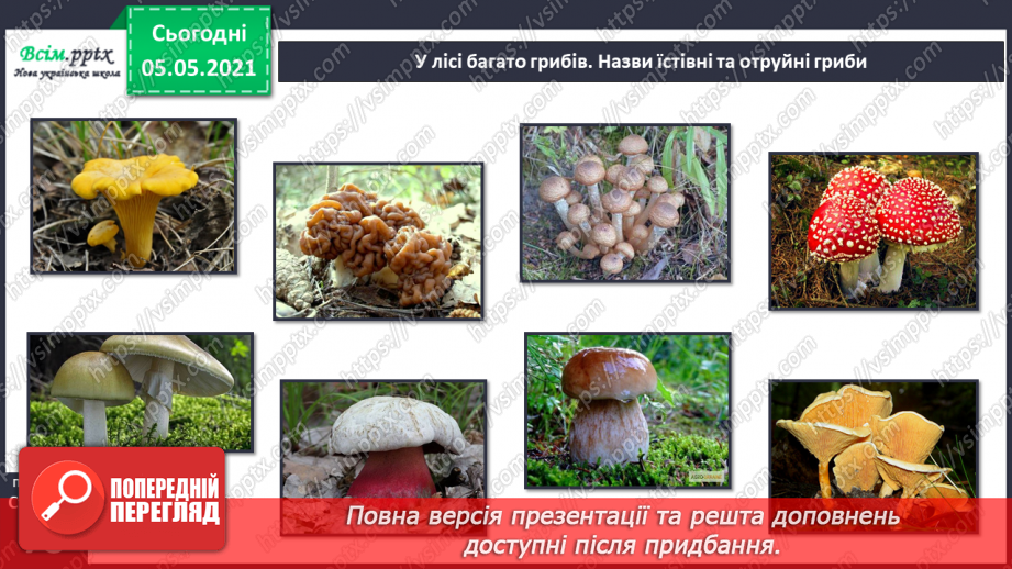 №050 - Природні угруповання. Природне угруповання — ліс.15