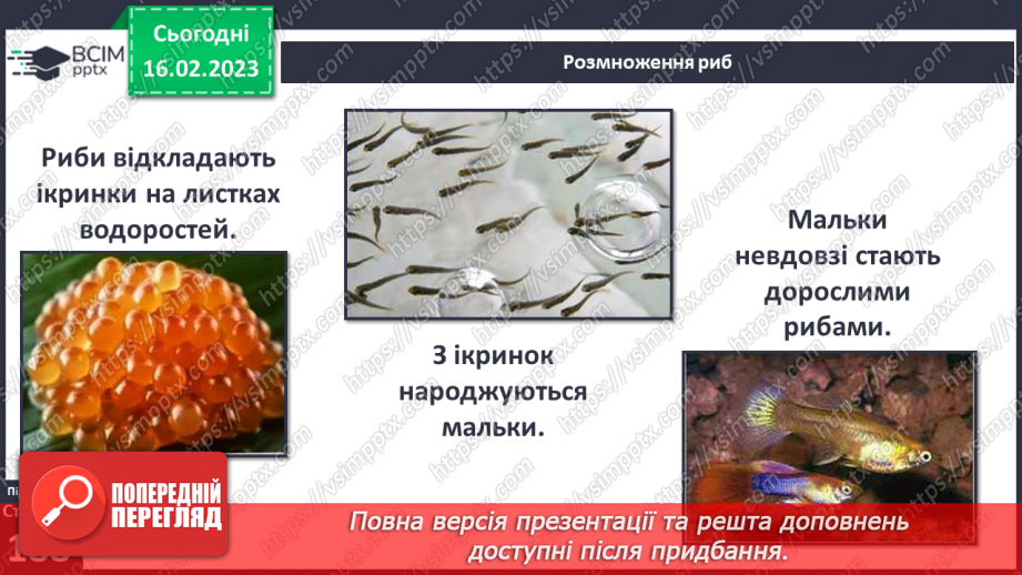 №48 - Хребетні тварини. Будова та спосіб життя хребетних тварин. Практична робота.5