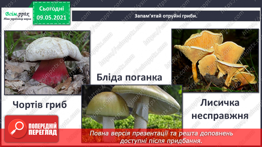 №079 - У чому загадковість світу грибів?15