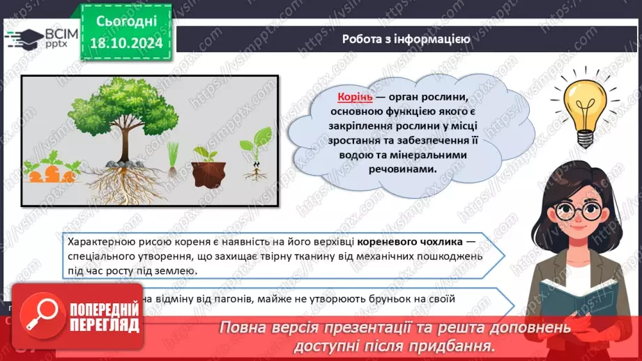 №25 - Вегетативні органи вищих рослин.13 №25 - Вегетативні органи вищих рослин.13