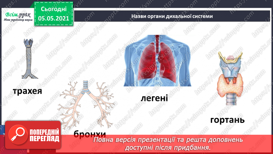 №069 - Органи дихання.17