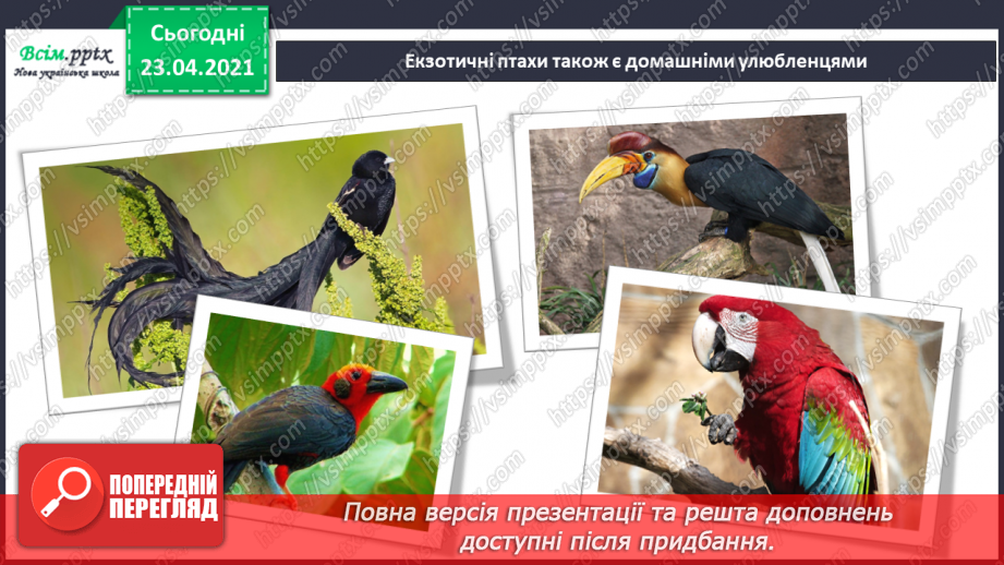 №23 - Домашні улюбленці. Слухання: звуки екзотичних птахів; В. Сокальський «Пташка». Виконання: поспівка «Танцювали миші»7