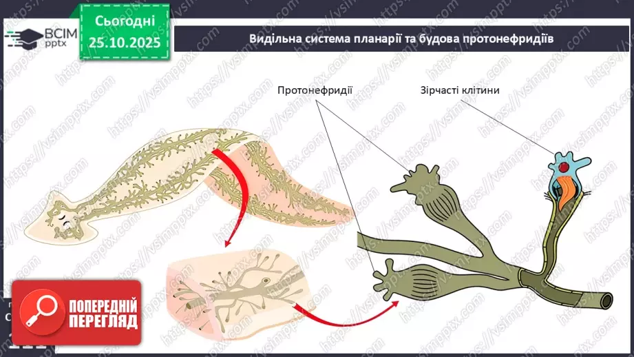 №028 - Виділення як властивість живого. Еволюція видільної системи тварин.11 №028 - Виділення як властивість живого. Еволюція видільної системи тварин.11