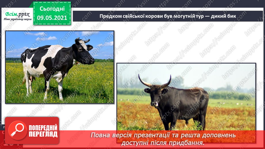№070 - Як дикі тварини стали свійськими?13