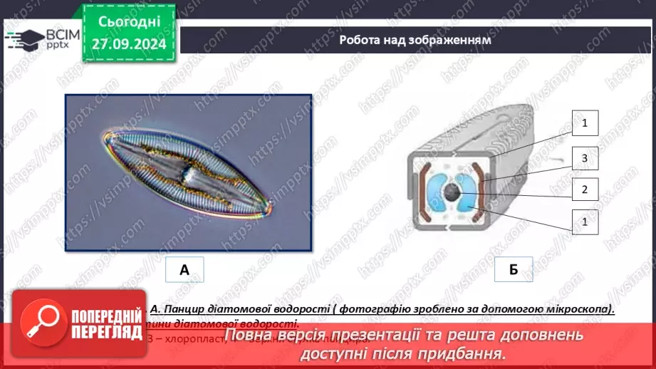 №18 - Діатомові водорості. Яка роль водоростей у природних екосистемах та житті людини6