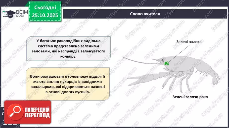 №028 - Виділення як властивість живого. Еволюція видільної системи тварин.15 №028 - Виділення як властивість живого. Еволюція видільної системи тварин.15