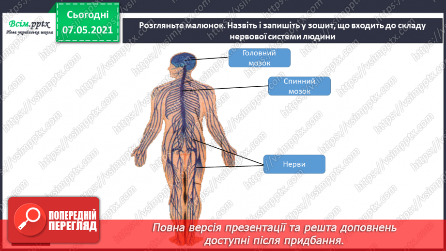№060 - Що таке нервова система.8 №060 - Що таке нервова система.8