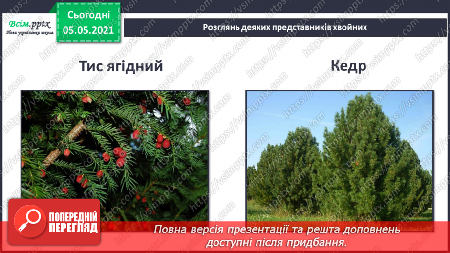 №035 - Хвойні рослини.17 №035 - Хвойні рослини.17