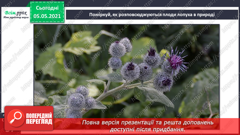 №033 - Розмноження квіткових рослин20