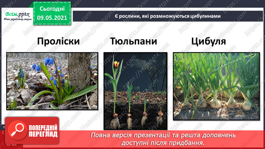 №054 - Як розмножуються рослини?30 №054 - Як розмножуються рослини?30