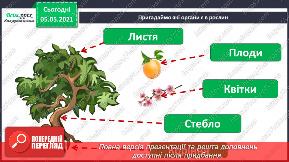 №031 - Рослини — живі організми. Дерева, кущі, трав’янисті рослини6