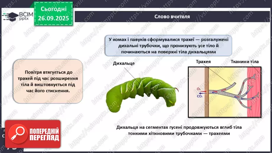 №018 - Дихання як властивість живого. Органи дихання в безхребетних тварин. Еволюція дихальної системи хордових.16 №018 - Дихання як властивість живого. Органи дихання в безхребетних тварин. Еволюція дихальної системи хордових.16