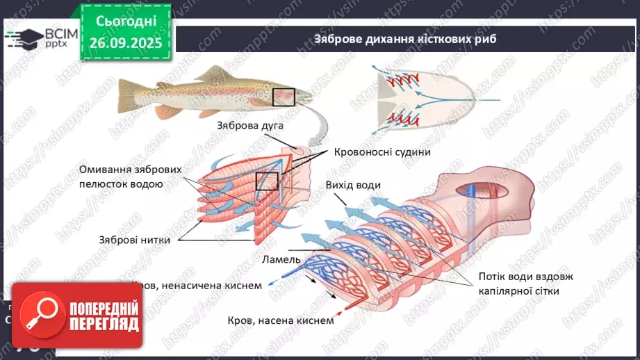 №018 - Дихання як властивість живого. Органи дихання в безхребетних тварин. Еволюція дихальної системи хордових.19 №018 - Дихання як властивість живого. Органи дихання в безхребетних тварин. Еволюція дихальної системи хордових.19