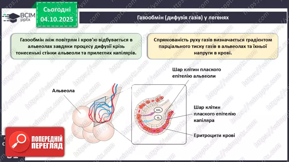 №019 - Будова й функції дихальної системи людини. Дихальні рухи. Газообмін у легенях і тканинах.24 №019 - Будова й функції дихальної системи людини. Дихальні рухи. Газообмін у легенях і тканинах.24
