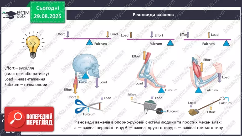 №006 - Особливості руху людини. Будова та функції м'язової системи.12 №006 - Особливості руху людини. Будова та функції м'язової системи.12