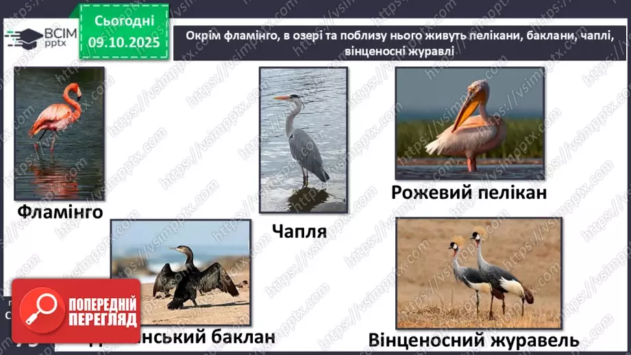 №023 - Мова суахілі. Озеро Накуру11 №023 - Мова суахілі. Озеро Накуру11