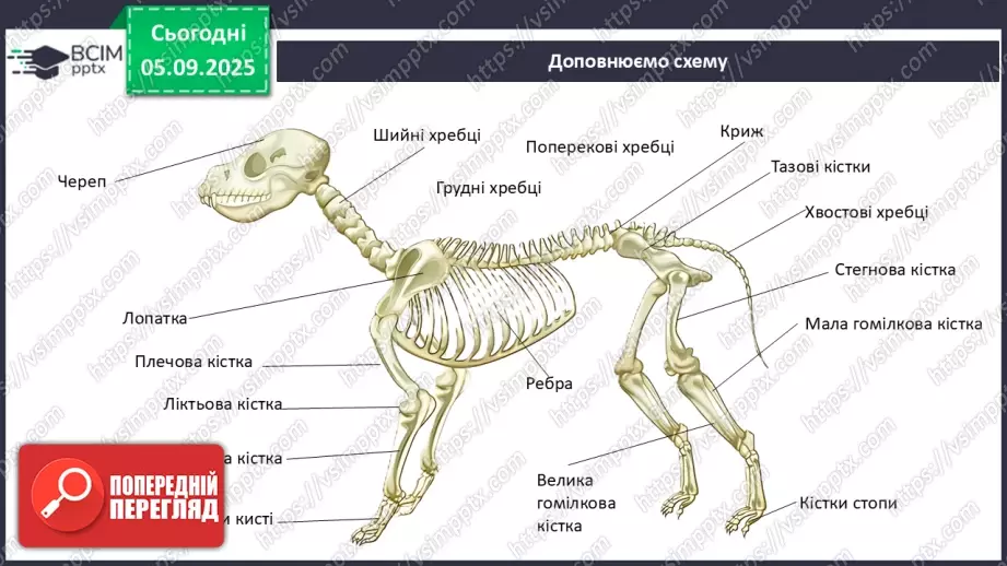 №008 - Узагальнення вивченого з теми: «Рух як властивість живого. Будова та функції опорно-рухової системи людини».17 №008 - Узагальнення вивченого з теми: «Рух як властивість живого. Будова та функції опорно-рухової системи людини».17
