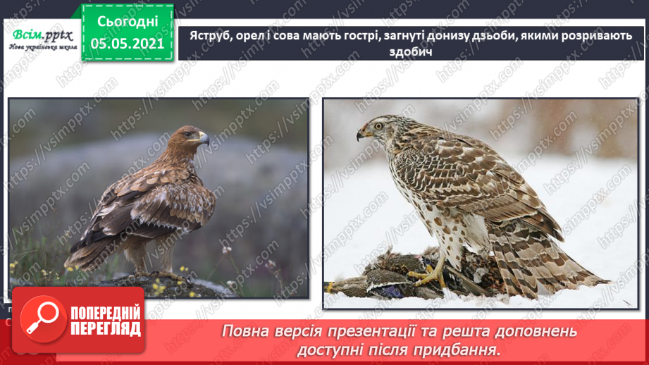 №040 - Птахи.8 №040 - Птахи.8