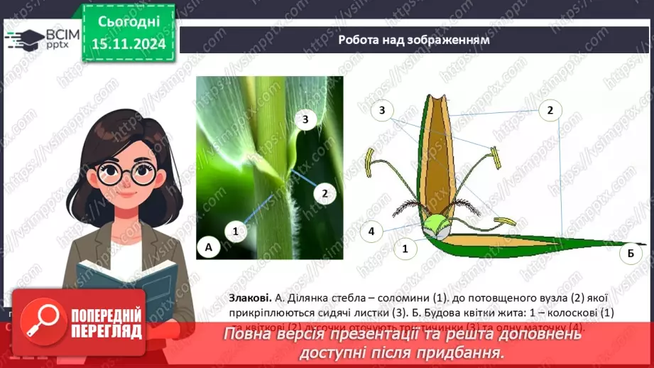 №36 - Різноманітність покритонасінних (квіткових) рослин.11