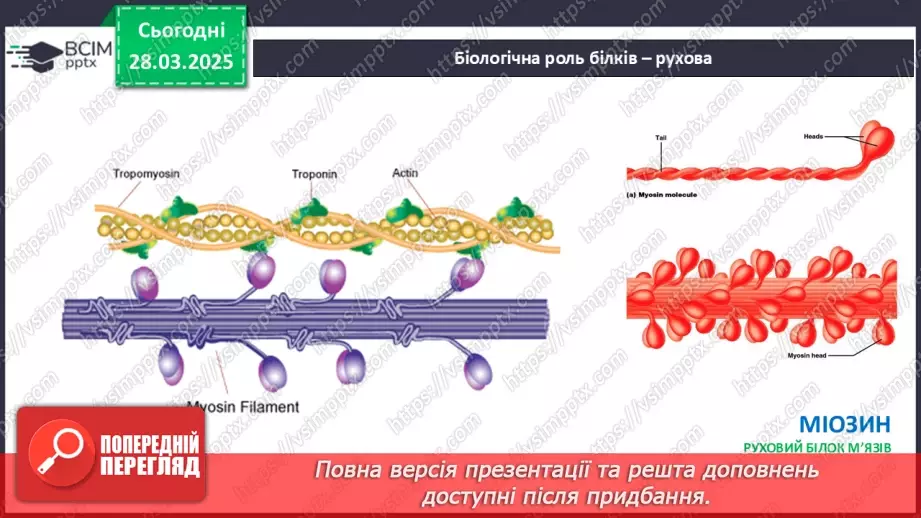 №29-30 - Білки.19 №29-30 - Білки.19