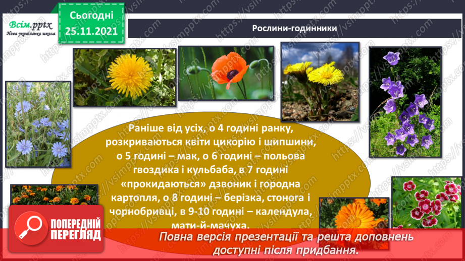 №099 - Які трав’янисті рослини називають «синоптиками», а які — «годинниками»?13