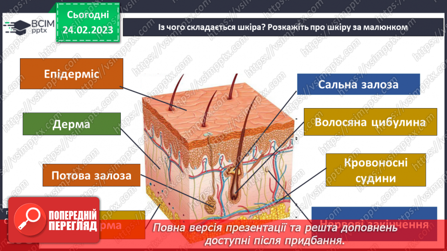 №50 - Із чого складається організм людини. Клітини, внутрішні органи та шкіра.15