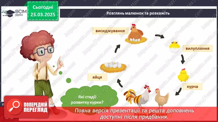 №082 - У світі тварин. Дорослі та дитинчата. Стадії розвитку тварин.14 №082 - У світі тварин. Дорослі та дитинчата. Стадії розвитку тварин.14