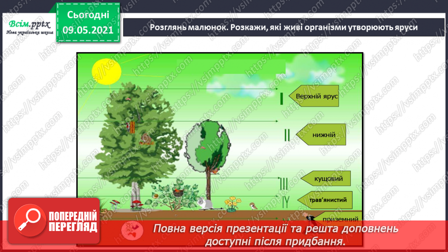 №056 - Якими бувають ліси та луки?13