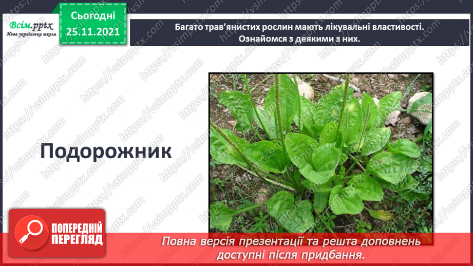 №099 - Які трав’янисті рослини називають «синоптиками», а які — «годинниками»?25