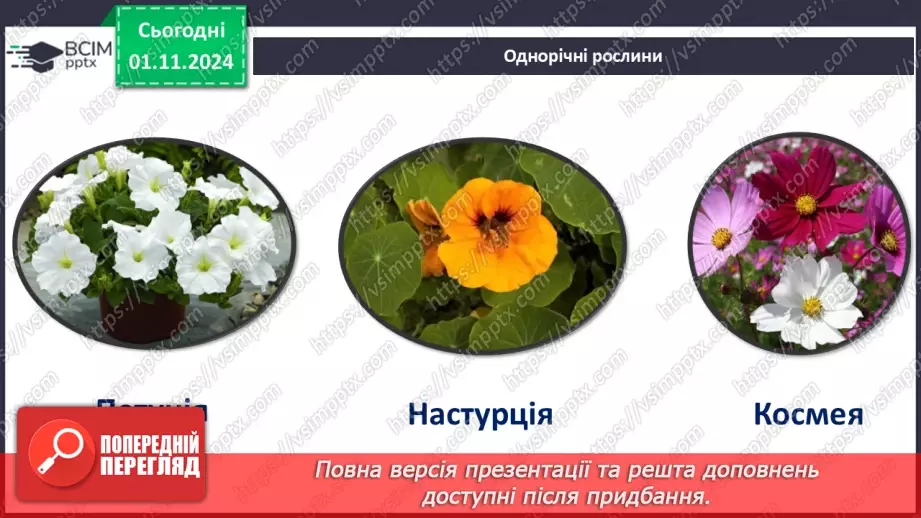 №32 - Квіткові. Квітка і суцвіття. Запилення.13 №32 - Квіткові. Квітка і суцвіття. Запилення.13