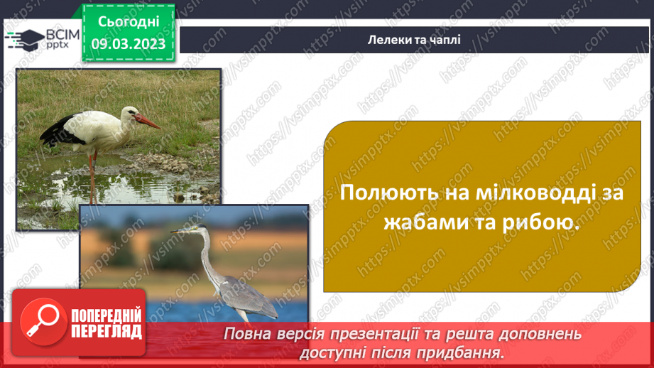 №080 - Ставок і ліс як екосистеми.17