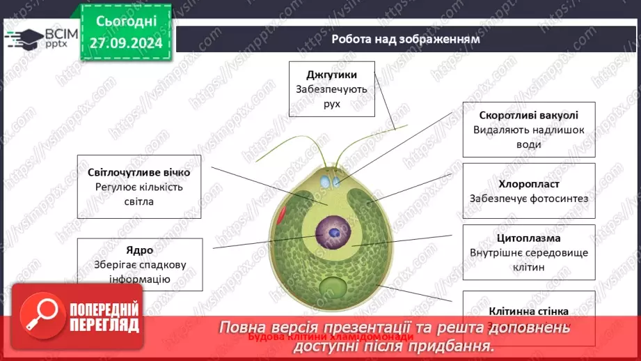 №16 - Які бувають водорості?13