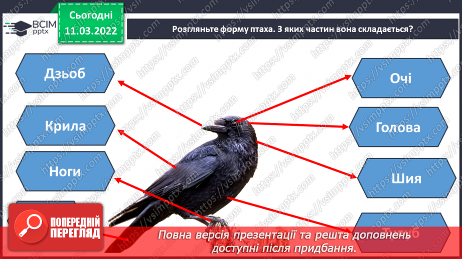 №25 - Основні поняття: художники- анімалісти, форма птаха13