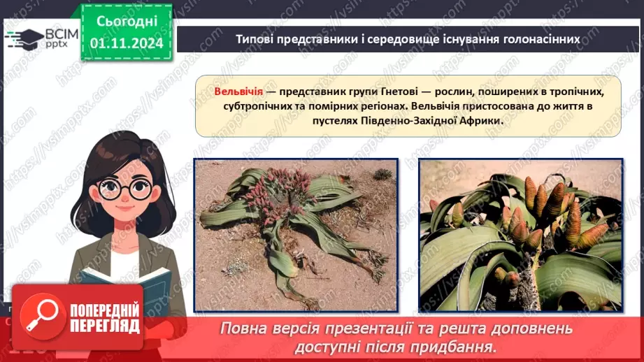 №31 - Насінні рослини та їх значення. Голонасінні.11 №31 - Насінні рослини та їх значення. Голонасінні.11