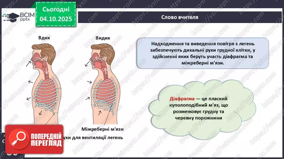 №019 - Будова й функції дихальної системи людини. Дихальні рухи. Газообмін у легенях і тканинах.19 №019 - Будова й функції дихальної системи людини. Дихальні рухи. Газообмін у легенях і тканинах.19