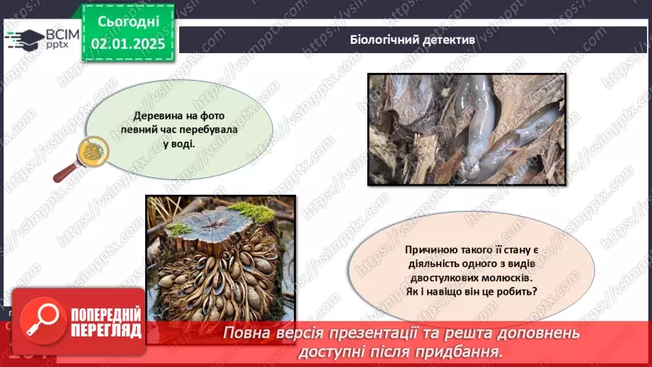 №52 - Молюски.5 №52 - Молюски.5