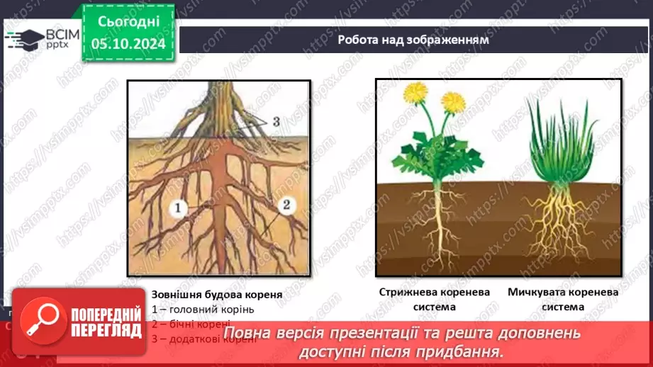 №21 - Вегетативні органи рослин. Корінь.9