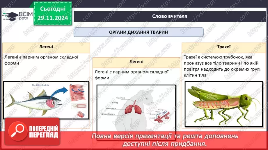 №41 - Органи та системи органів. Регуляція життєвих функцій.21